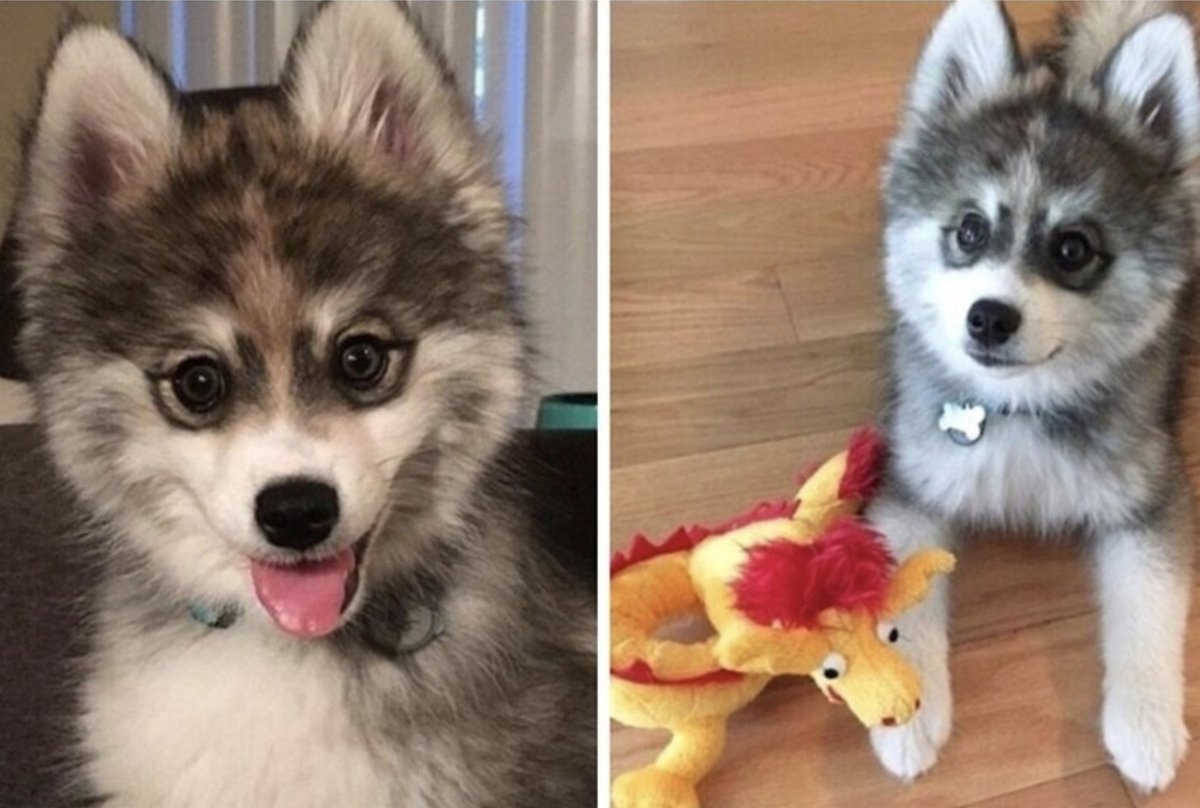 Микро помски