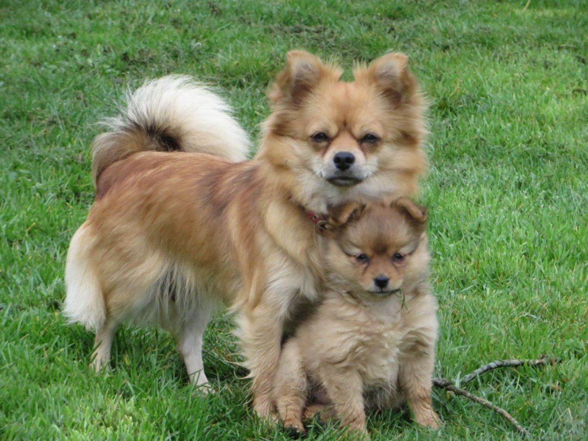 Метис МОПСА И шпица