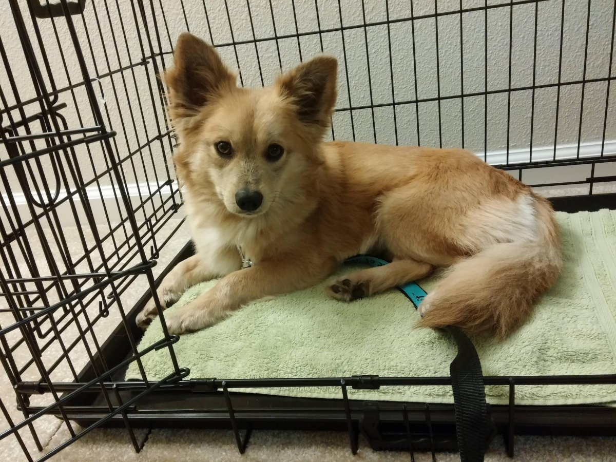 Папильон и чихуахуа метис