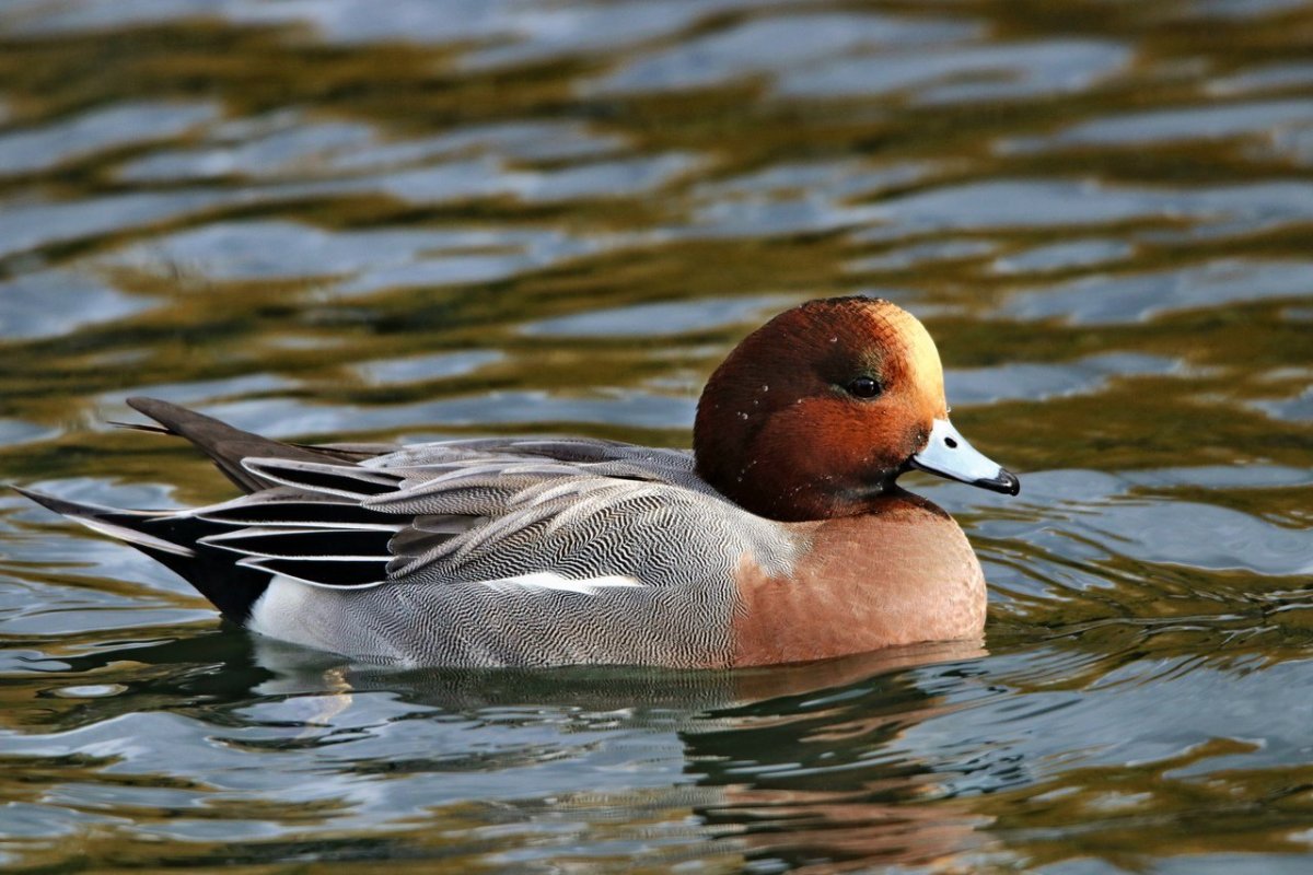 Свиязь Северная