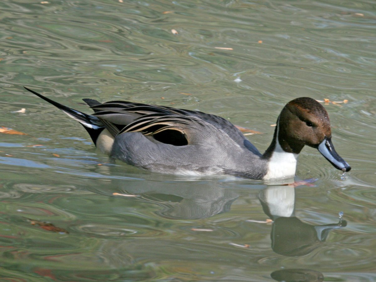 Клюв шилохвости
