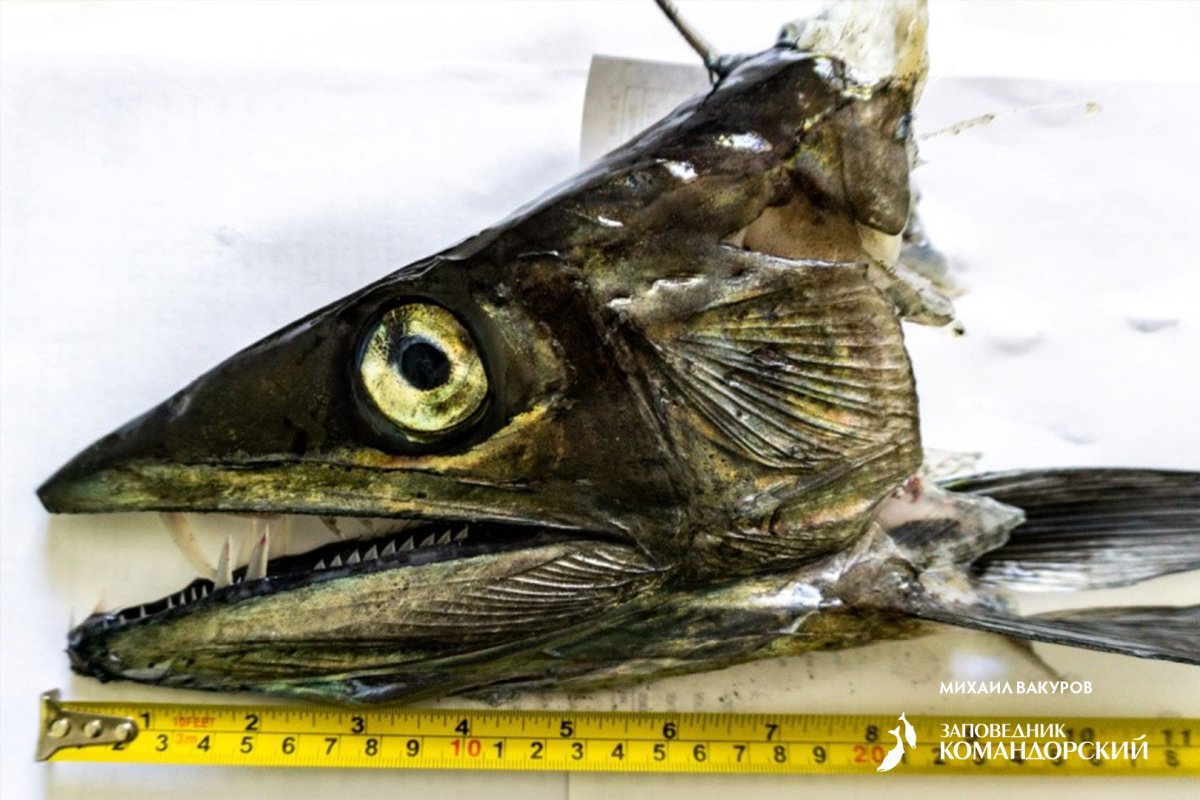 Большеголовый алепизавр