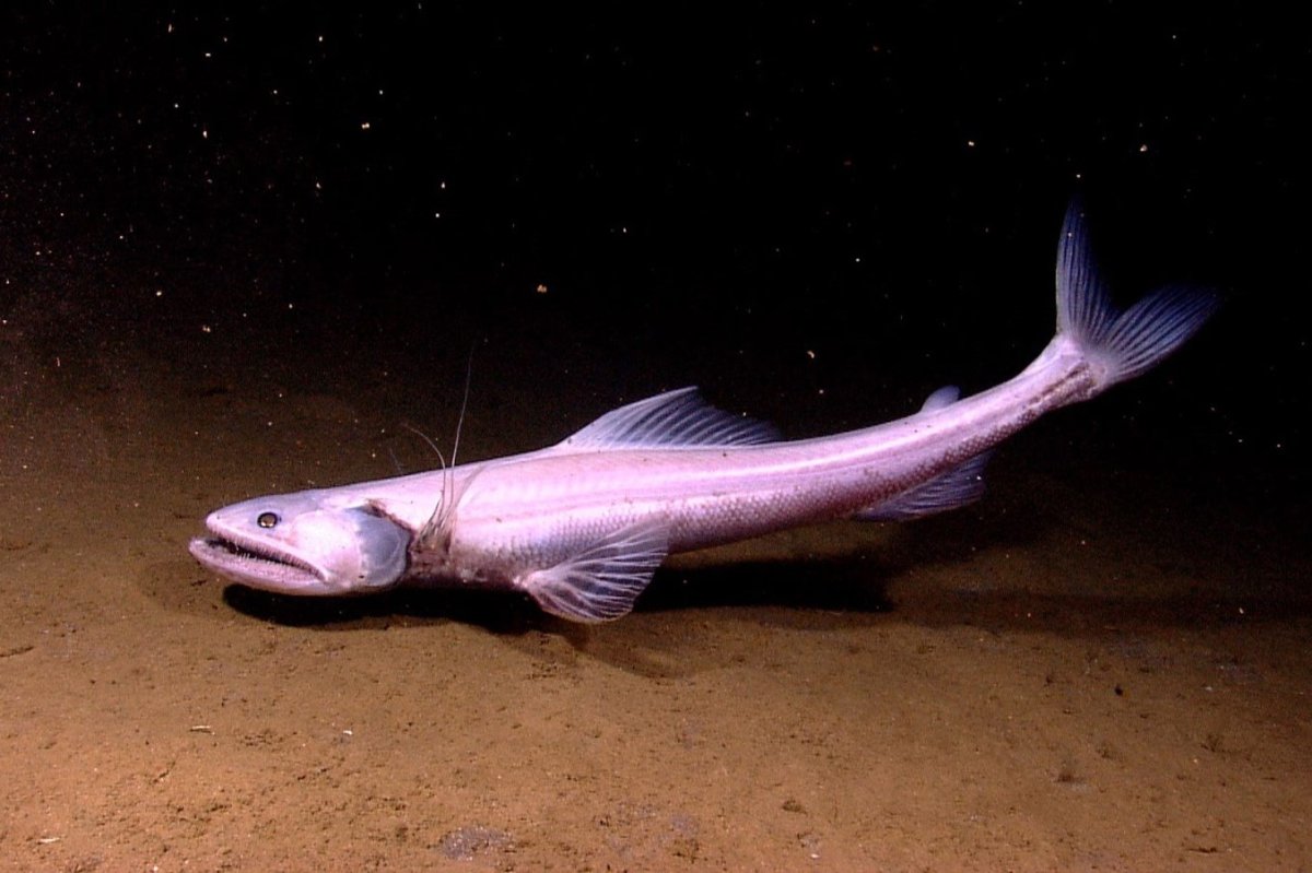 Рыба удильщик Марианская впадина