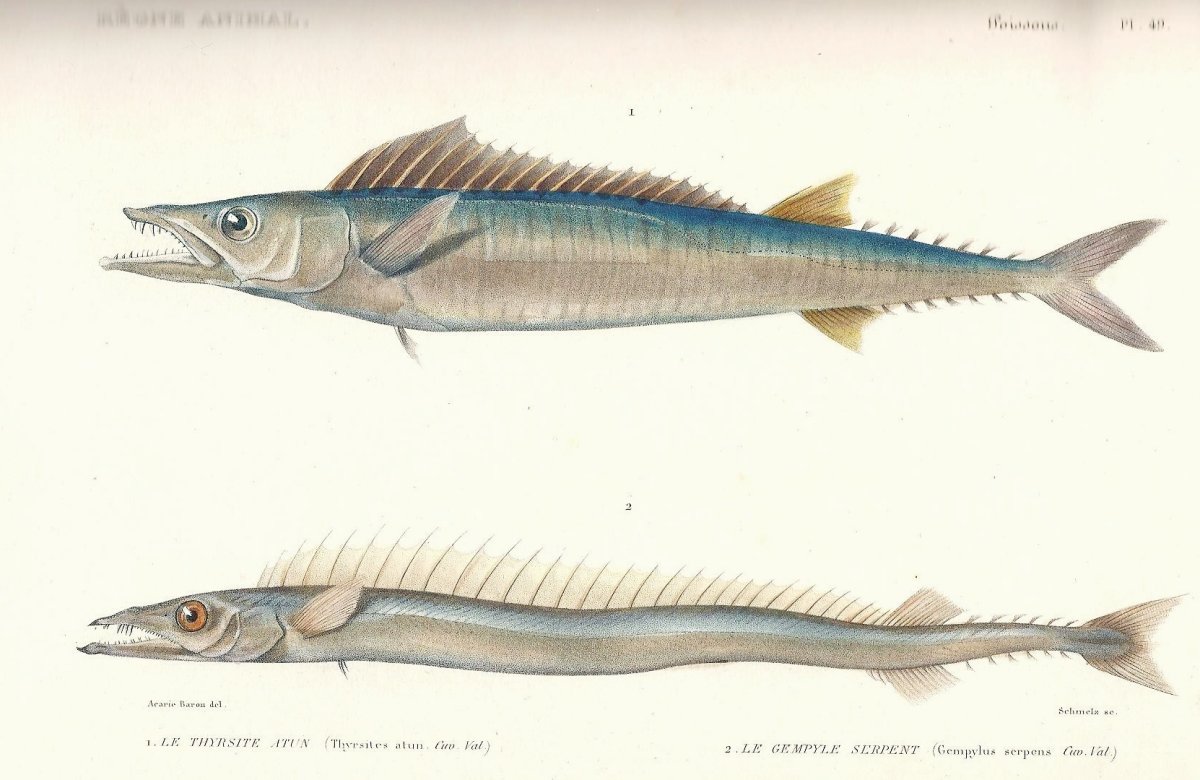 Рыба игла раскраска