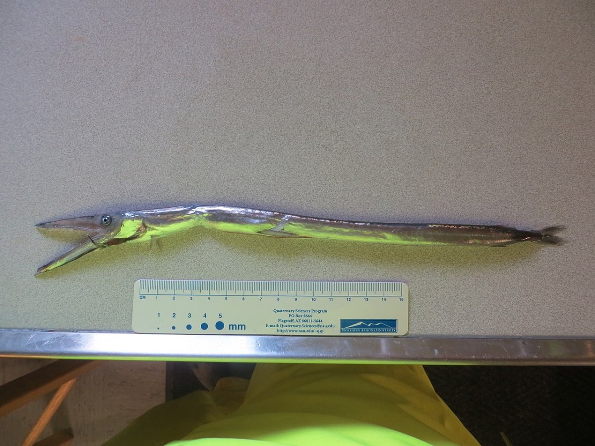 Рыба сабля Мадейра