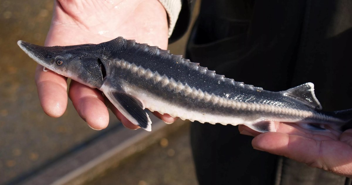 Длиннорогий Саблезуб