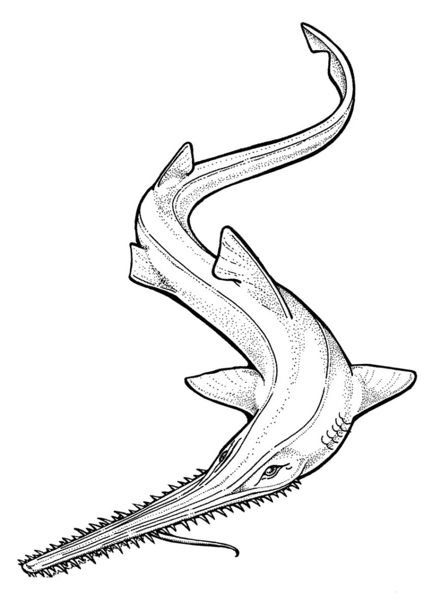 Пеламида (Бонито, макрель)