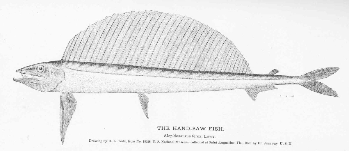 Малоглазый Длиннохвост макрурус