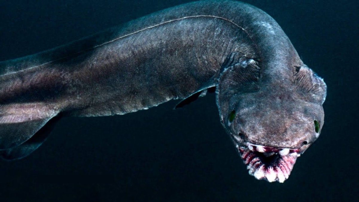 Рыба сабля Волосохвост