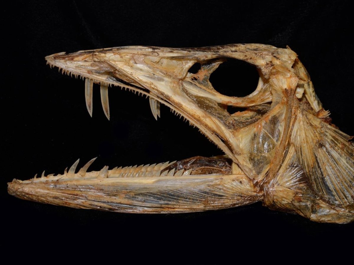 Giganturidae рыба глубоководная