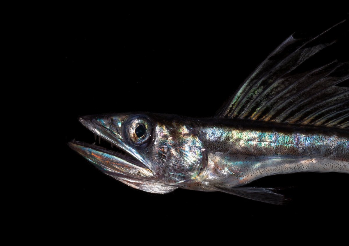 Longnose Lancetfish