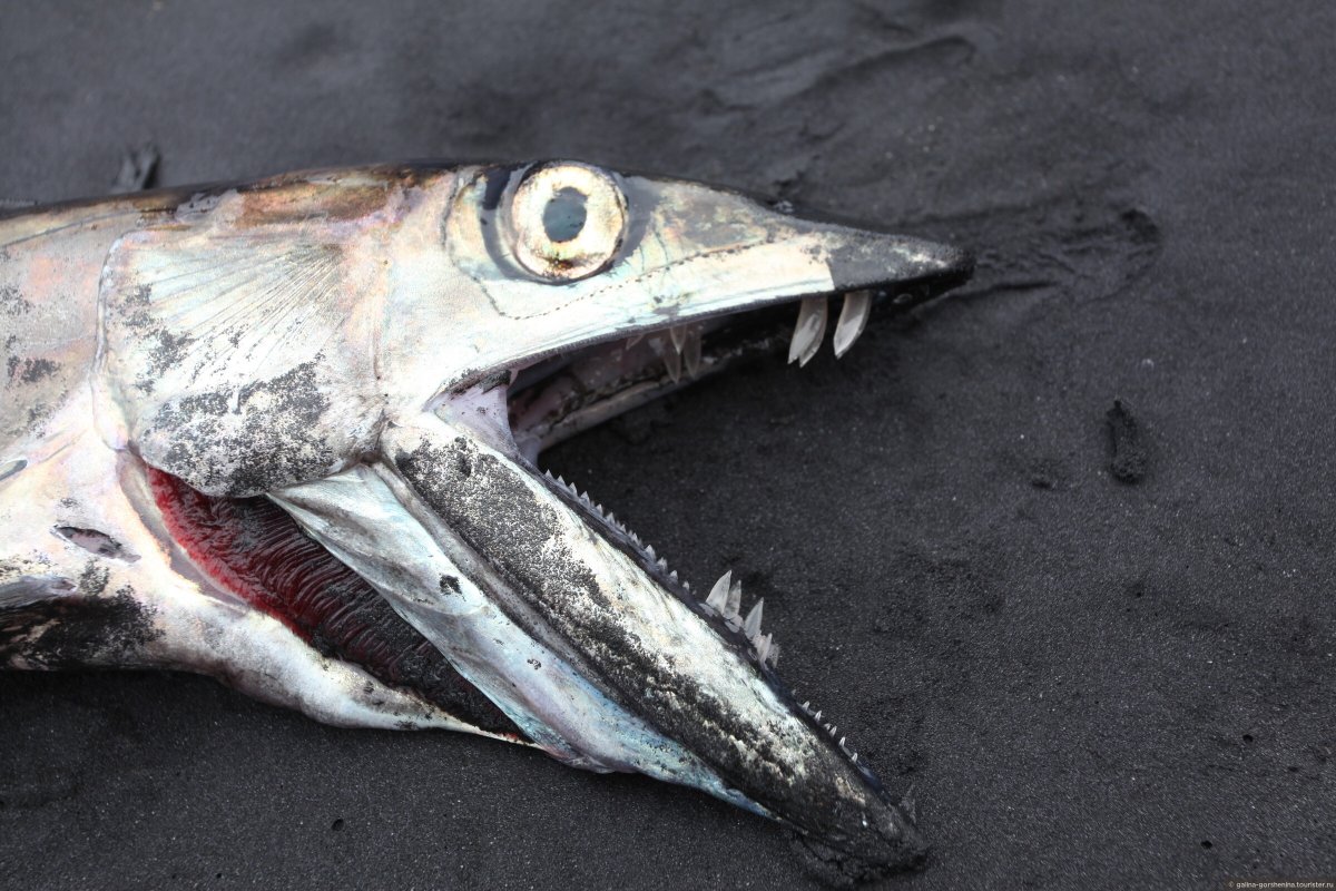 Большеголовый алепизавр