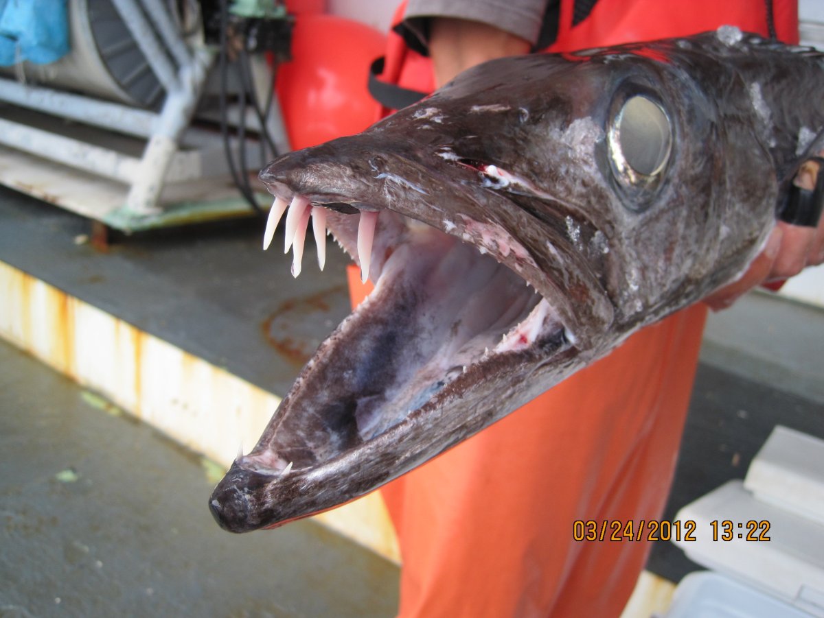 Кинжалозуб большеголовый