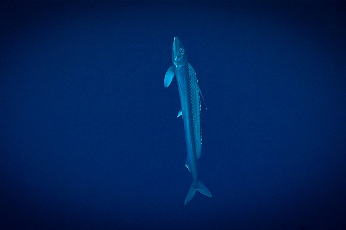 Рыба Химера раскраска для детей