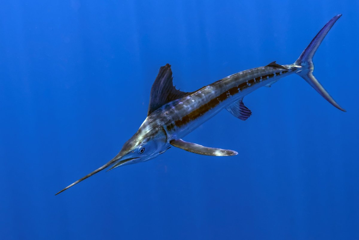 Anotopterus nikparini