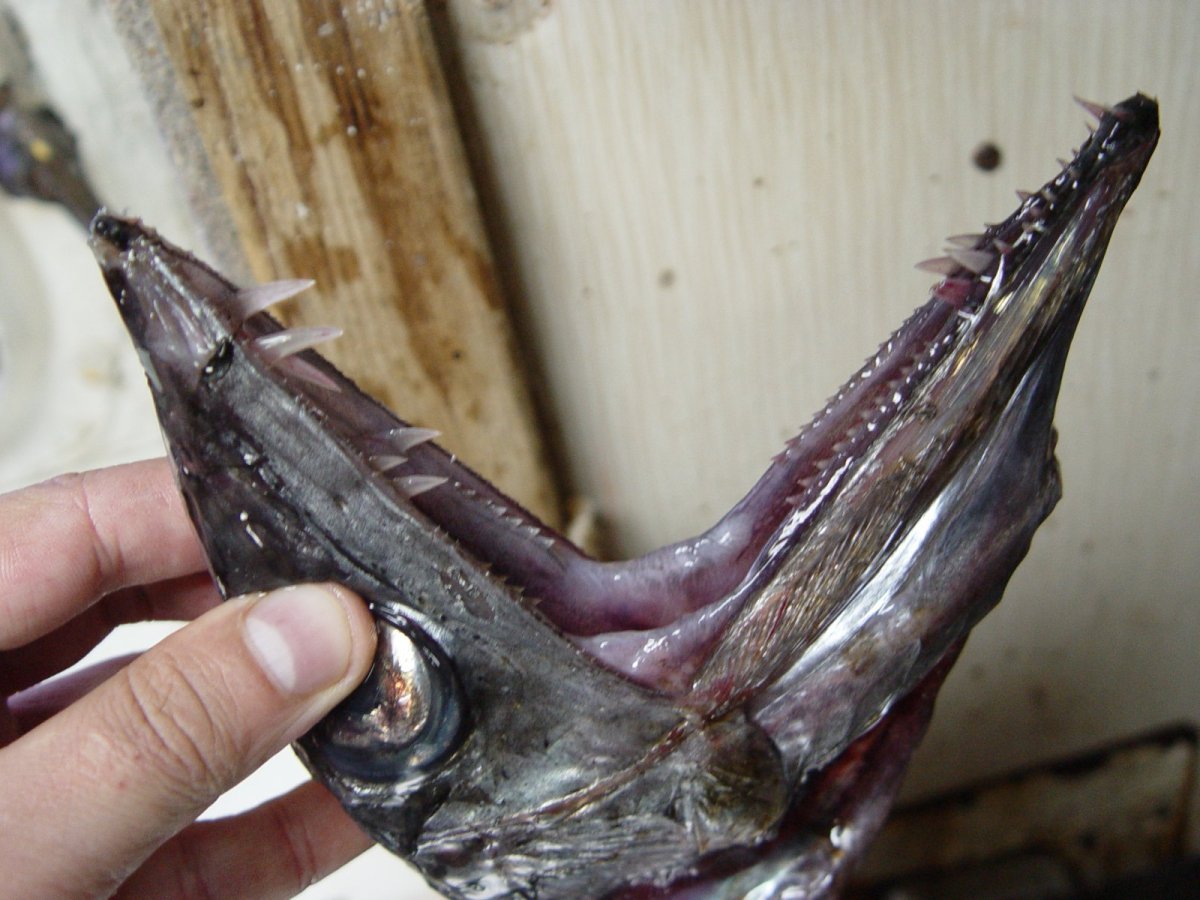 Большеголовый алепизавр