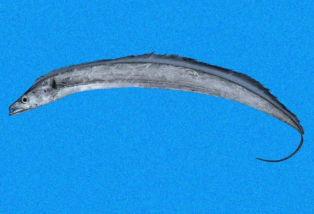 Малоглазый макрурус