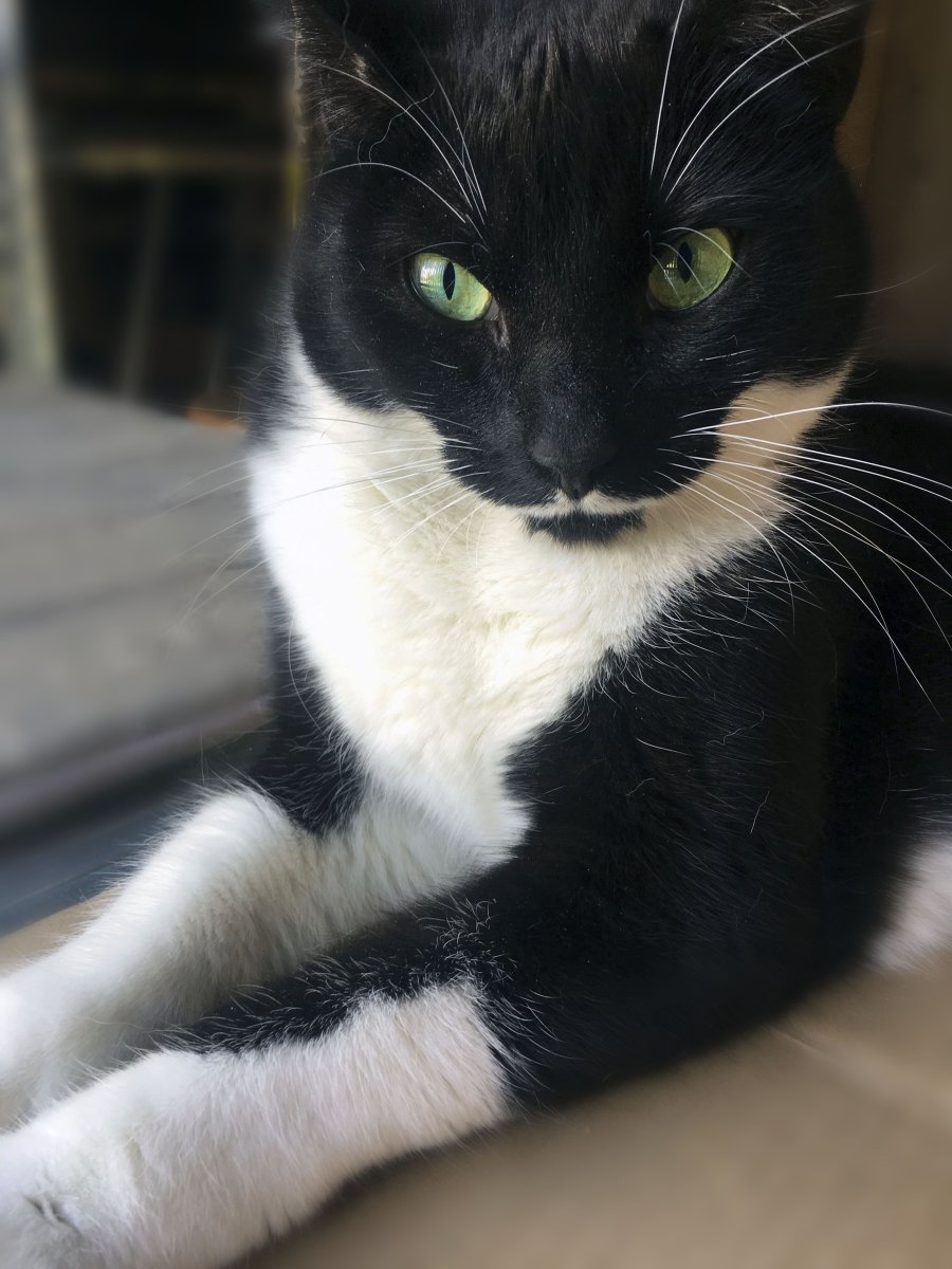 Такседо кошка