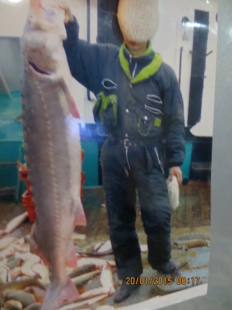 Alepisaurus brevirostris