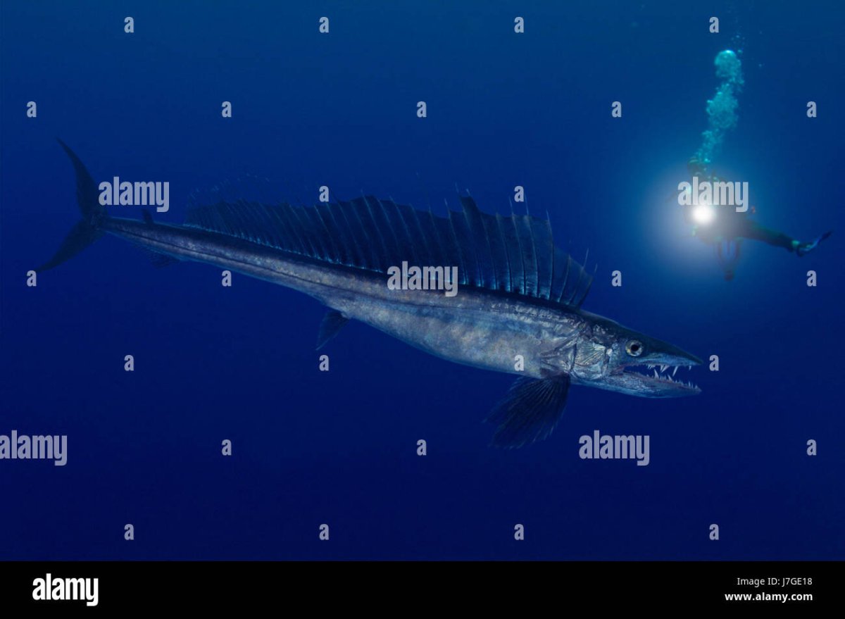 Скумбриевидный гидролик