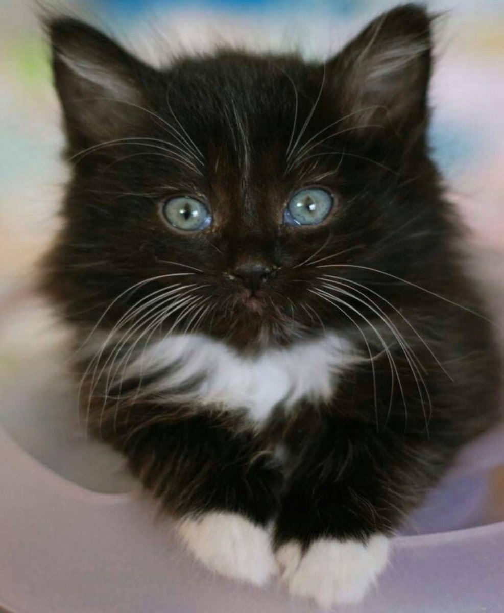 Черный и белый котенок