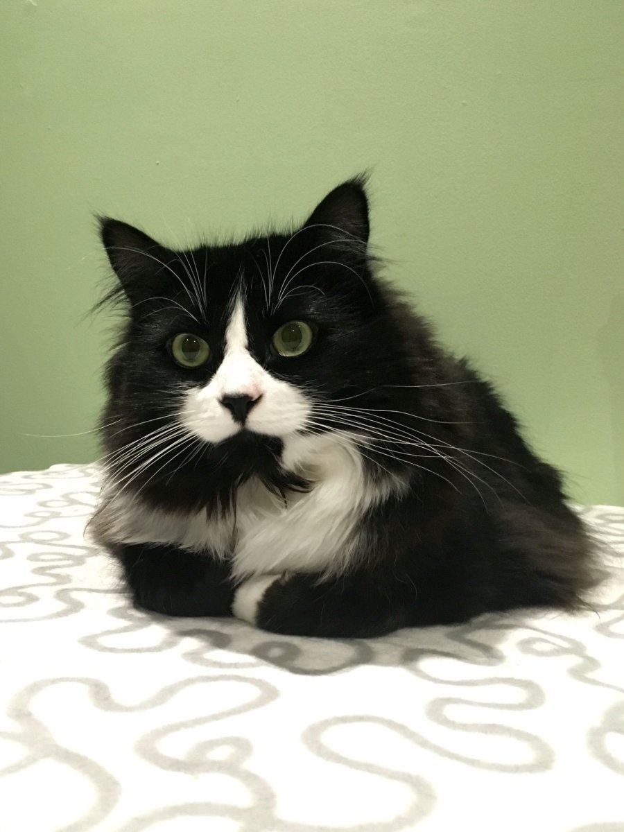 Tuxedo кошка черно белая