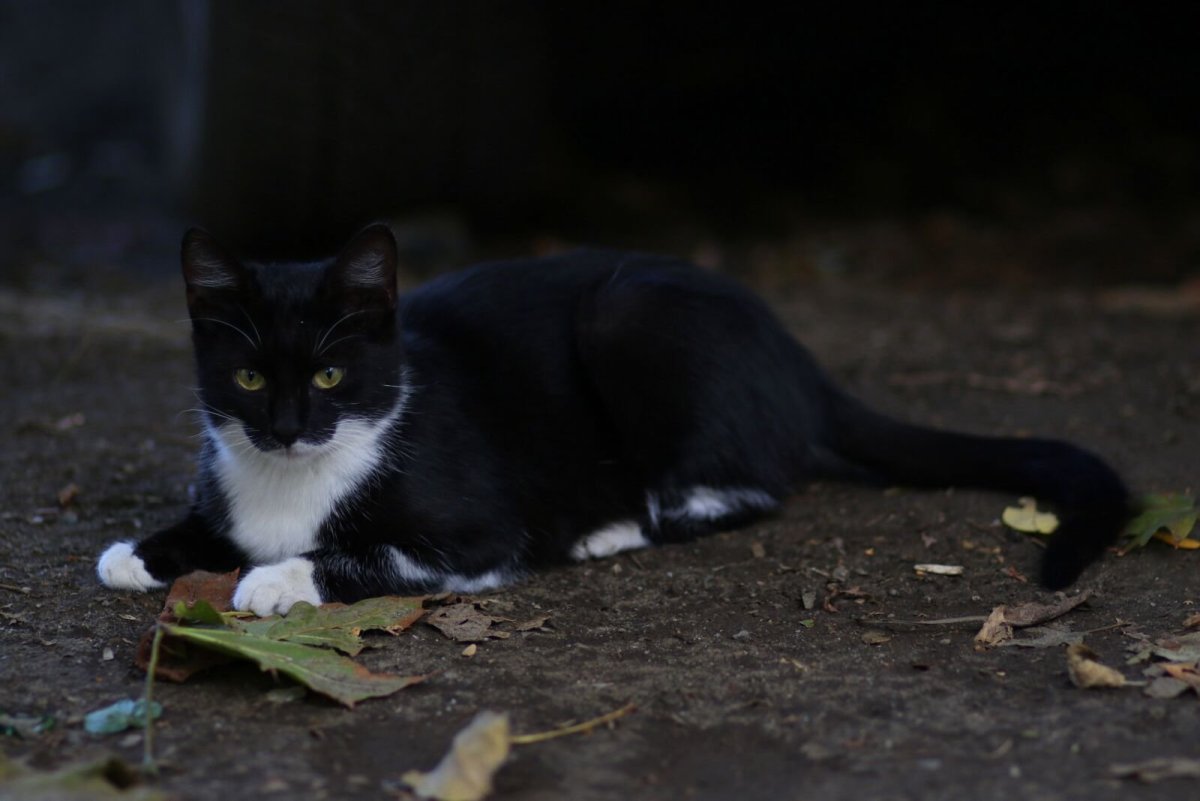 Черная кошка с белыми лапками