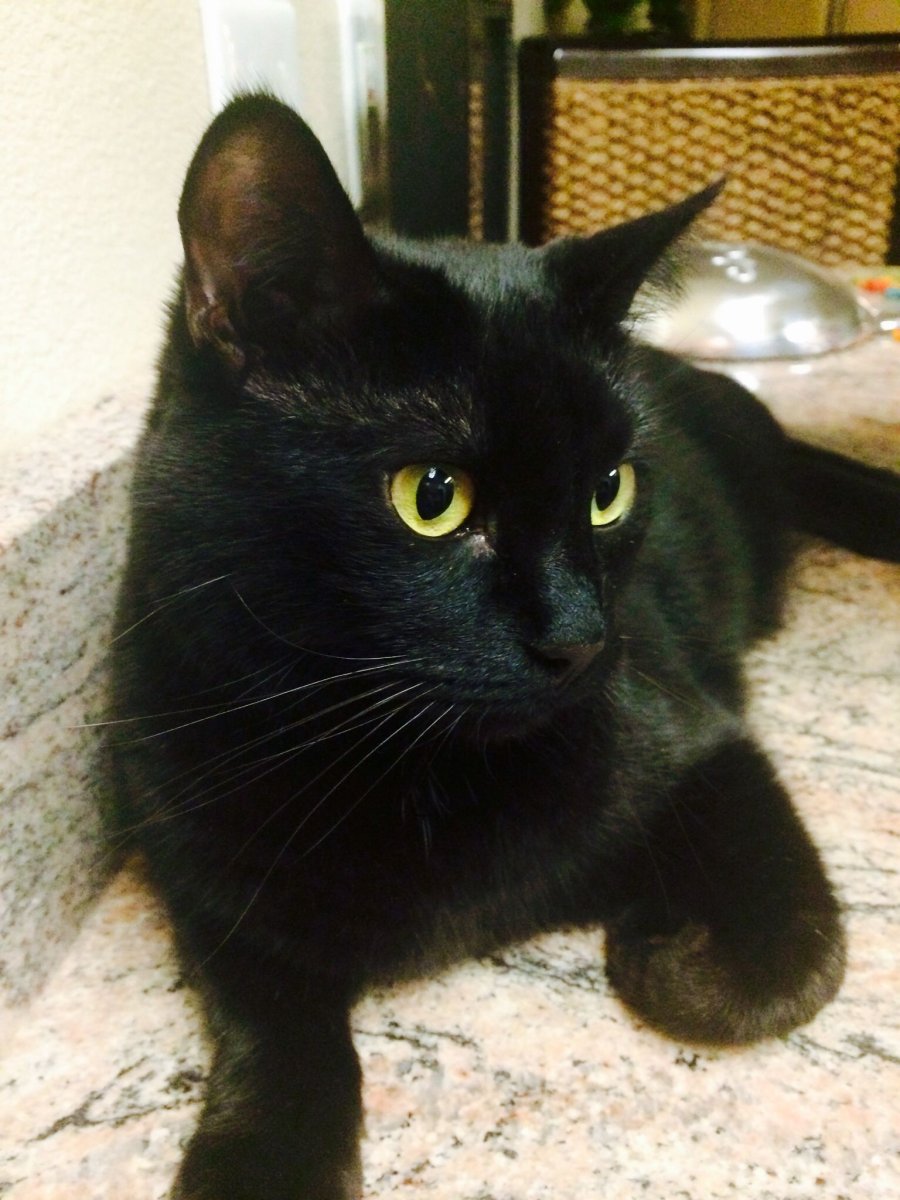 Порода кошек Бомбейская черная с белой грудкой