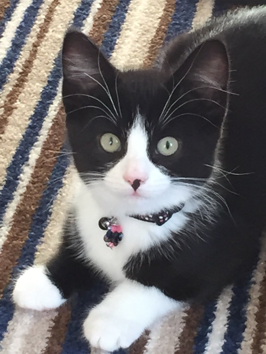 Кот с черными усами