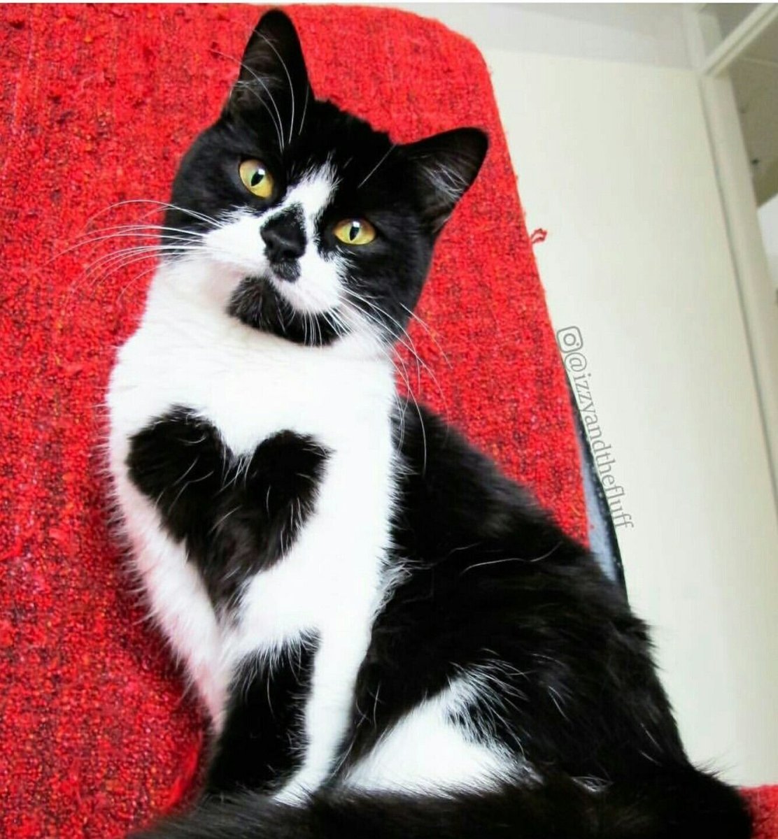 Черно белая кошка