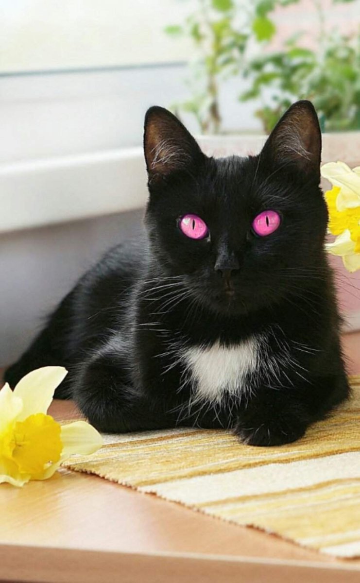 Бомбейская кошка пушистая