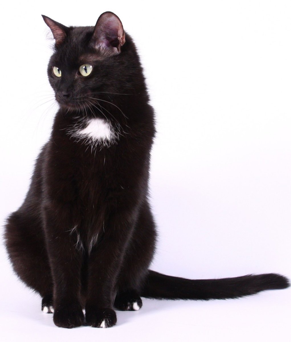 Европейская короткошерстная кошка черная