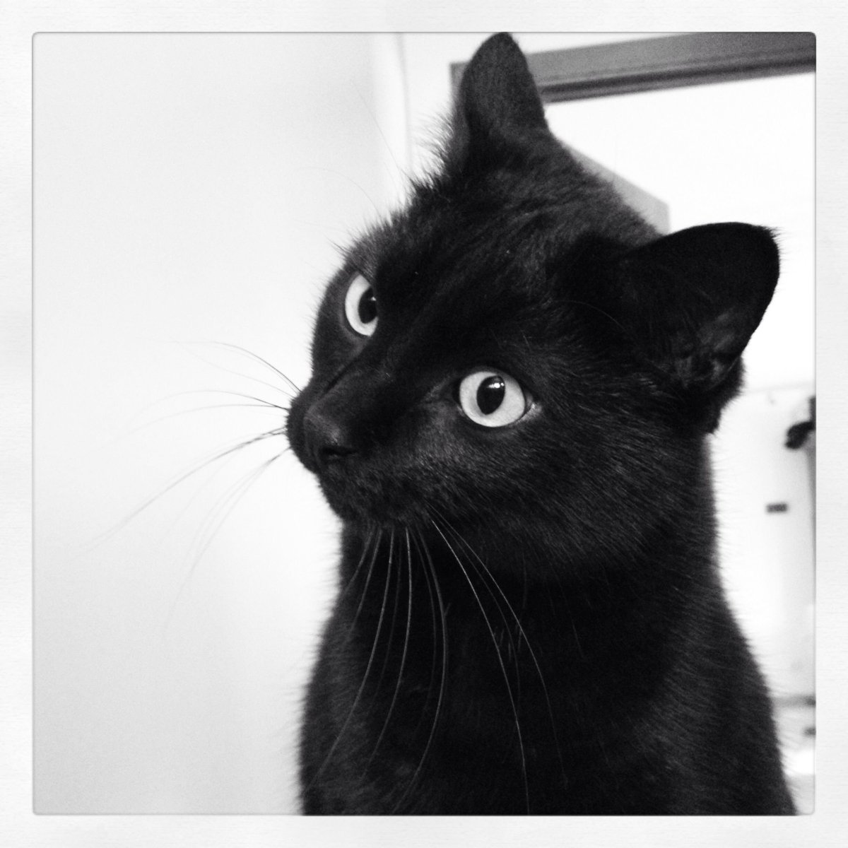 Белая с черным кошка красивая эстетичная