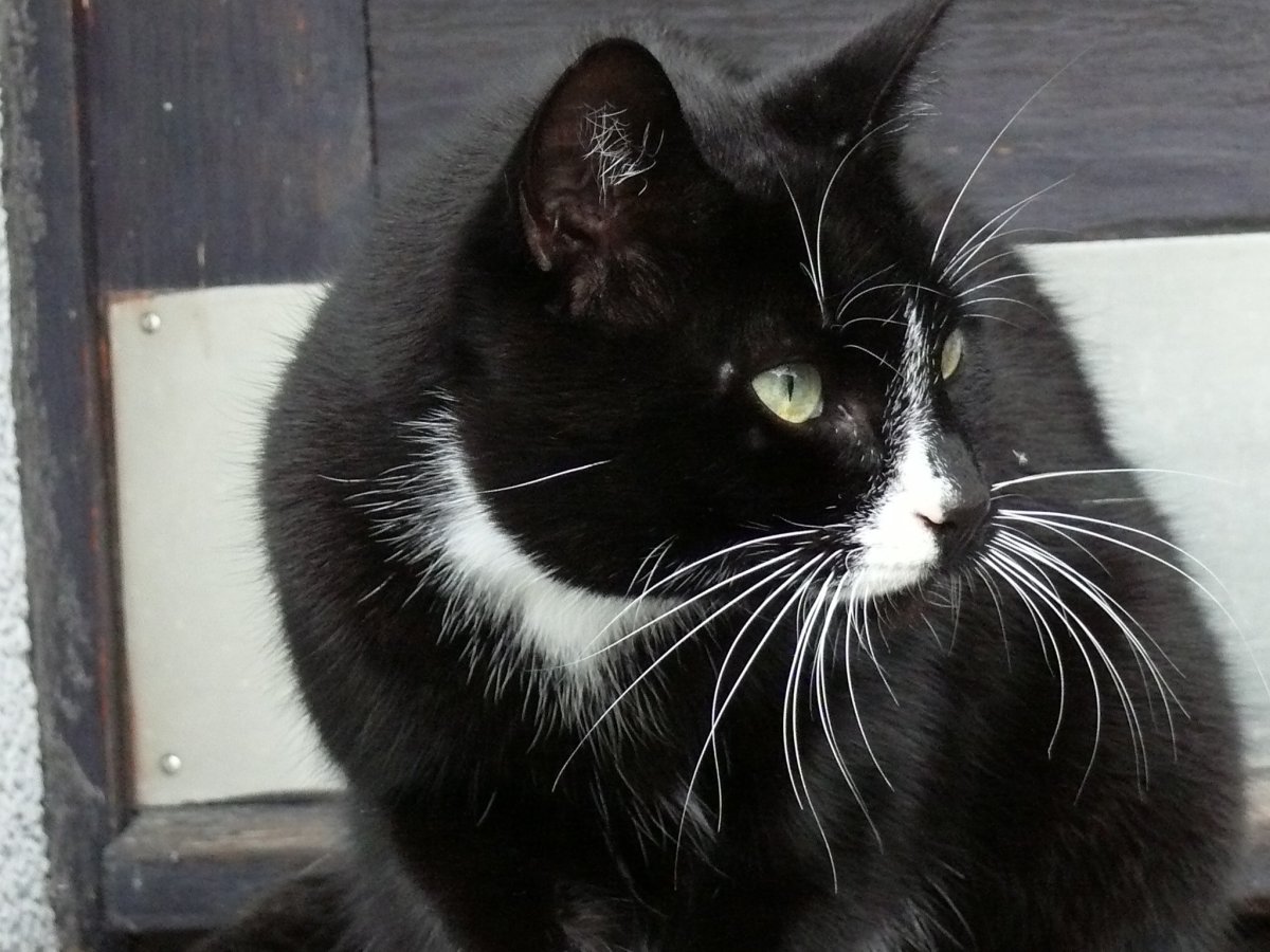 Черная кошка с белой грудкой