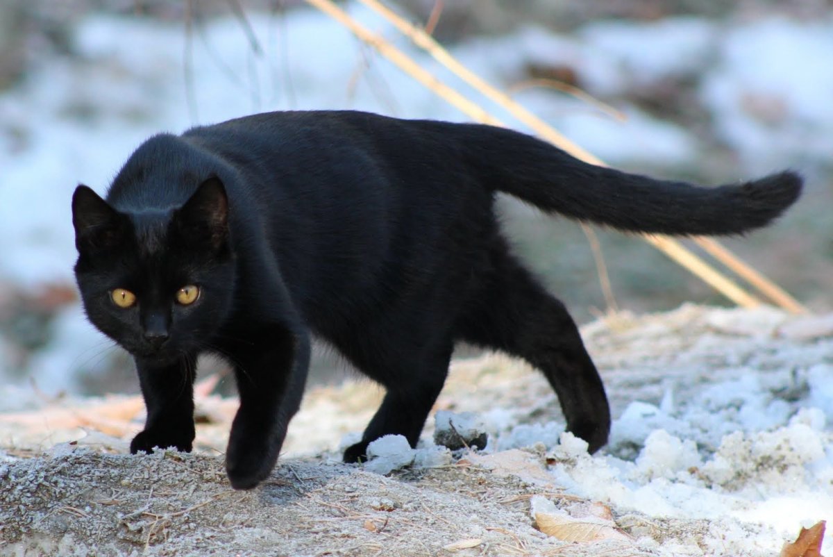 Огромный черный кот