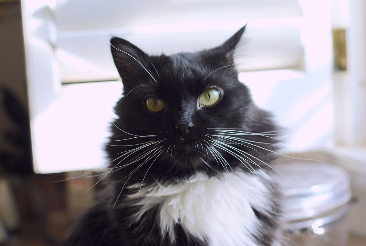 Черно белые коты пушистые