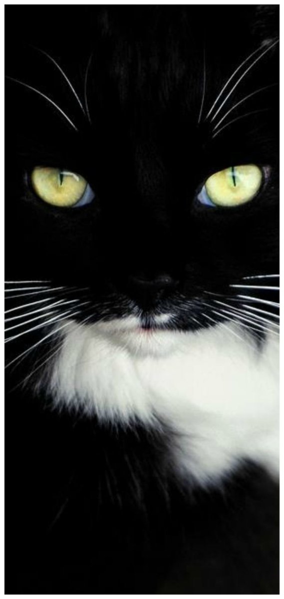 Черно белый кот с зелеными глазами