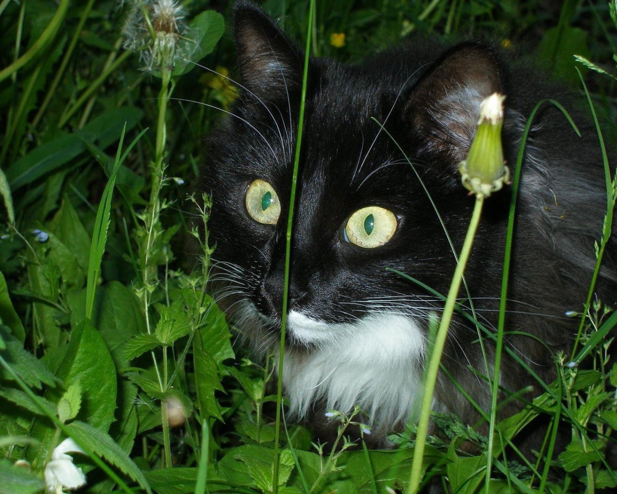 Черная кошка с белой грудкой
