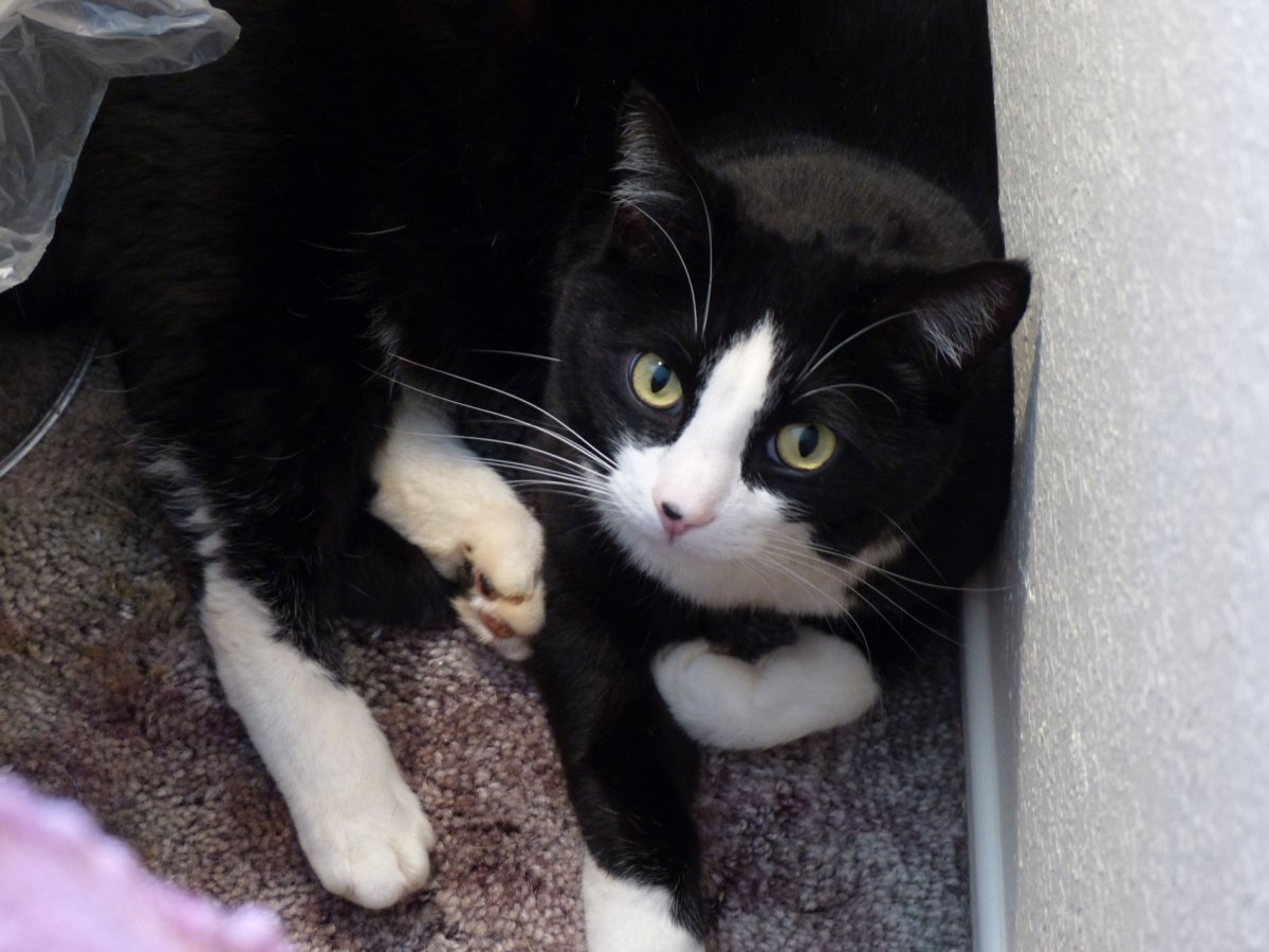 Большой черно белый кот