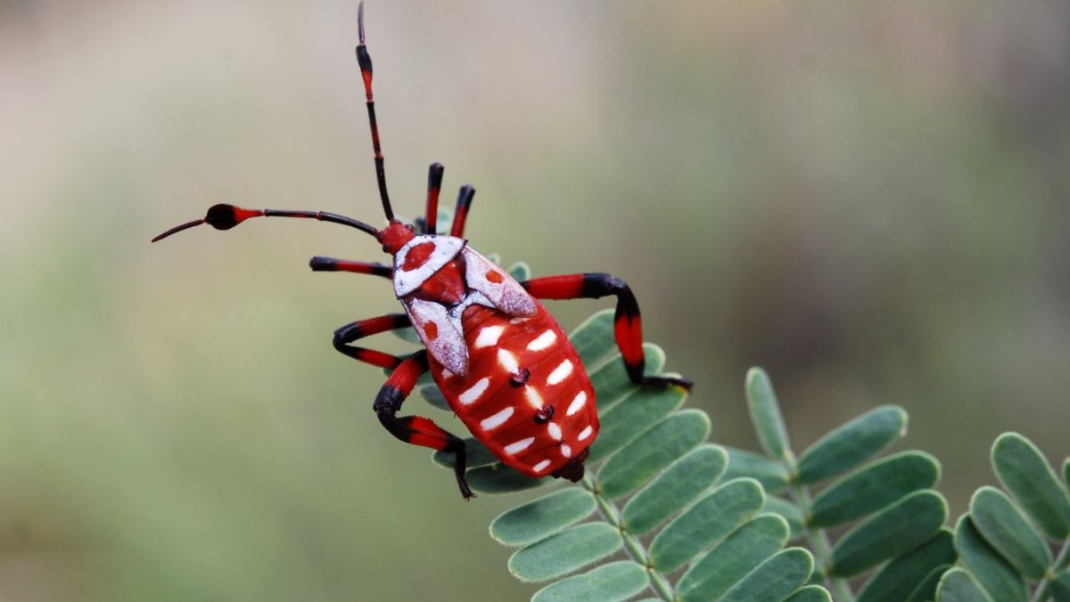 Клоп солдатик