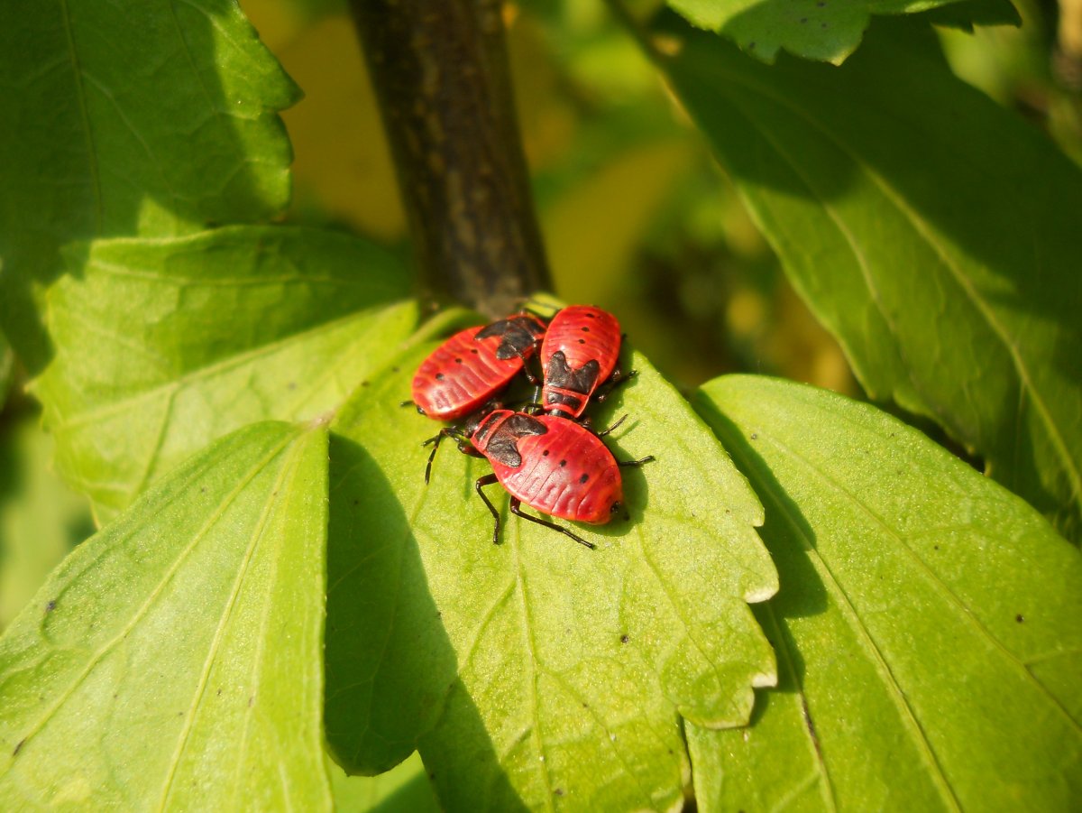 Красные насекомые