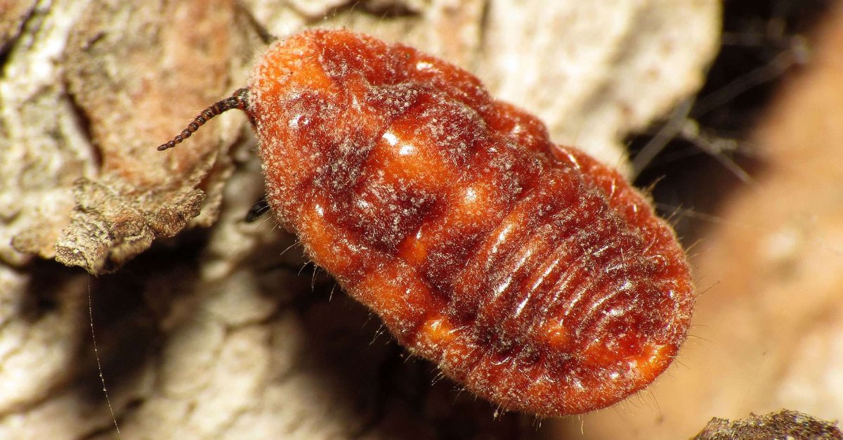 Производитель Кармина