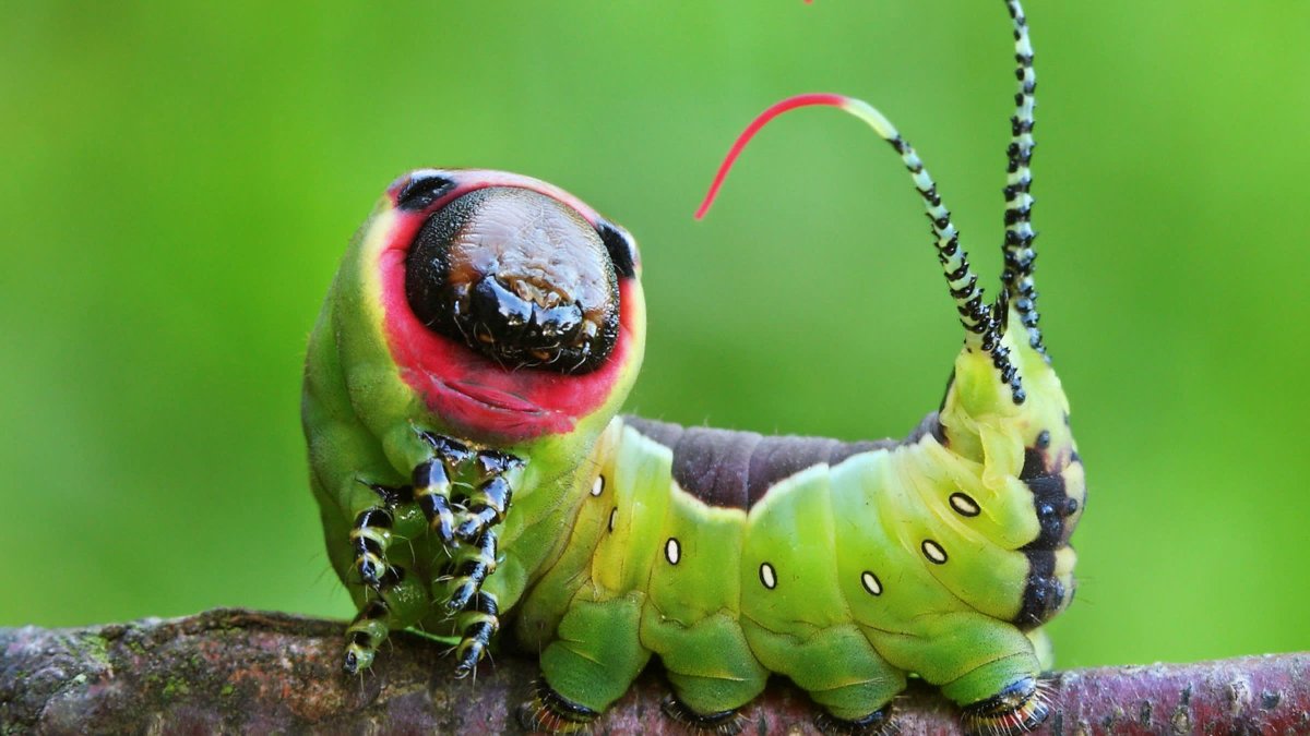 Гусеница Cerura vinula бабочка