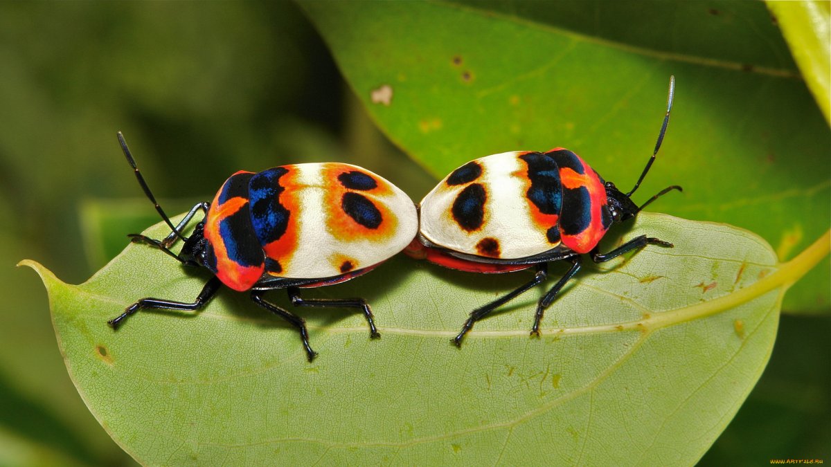 2 Букашки жуки