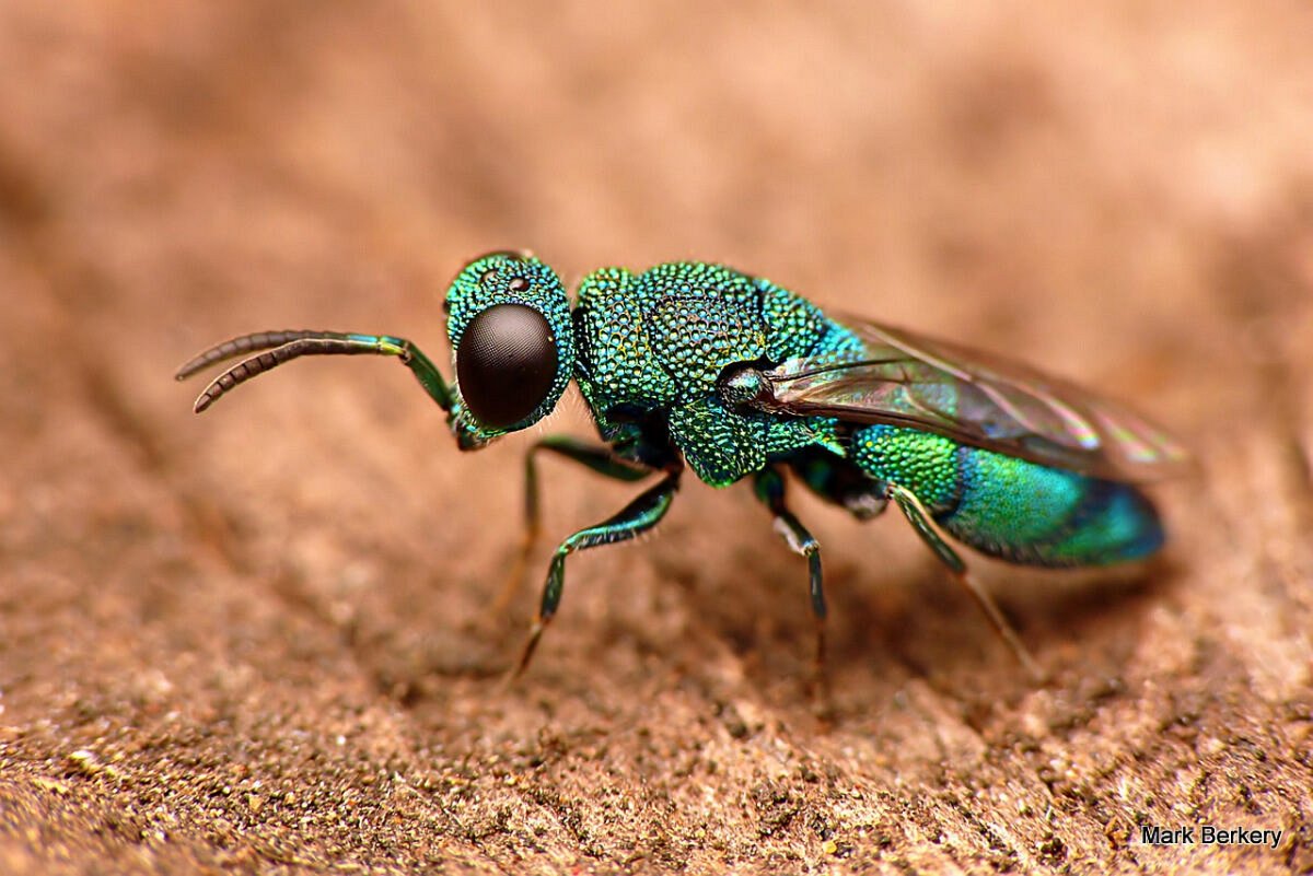 Комар изумрудного цвета