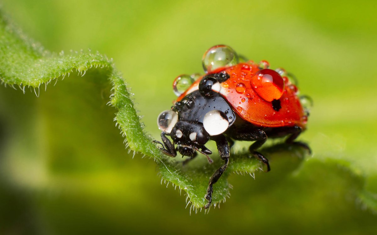 Имаго Божьей коровки