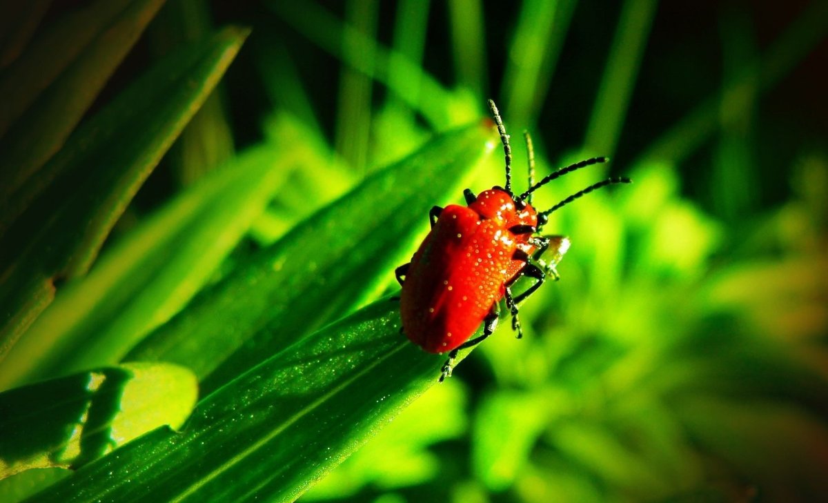 Жучки в траве