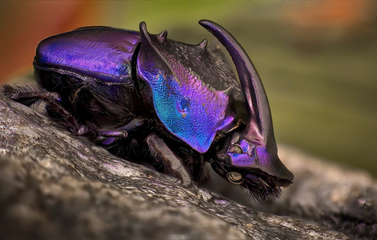 Насекомые макро