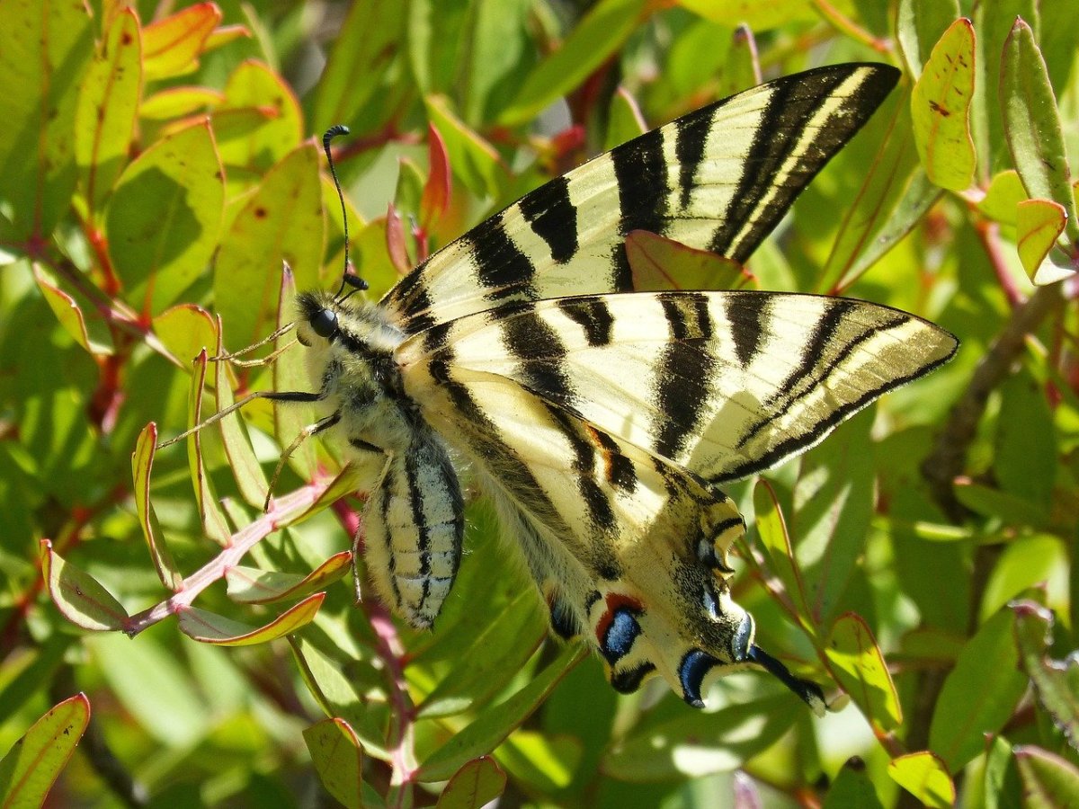 Подалирий (Iphiclides podalirius)
