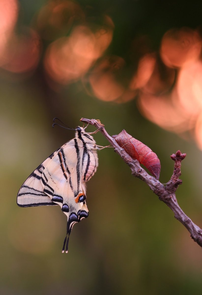 Бабочка парусник Подалирий гусеница